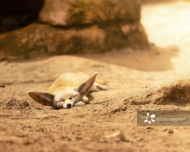 沙地上松鼠的特写镜头图片素材