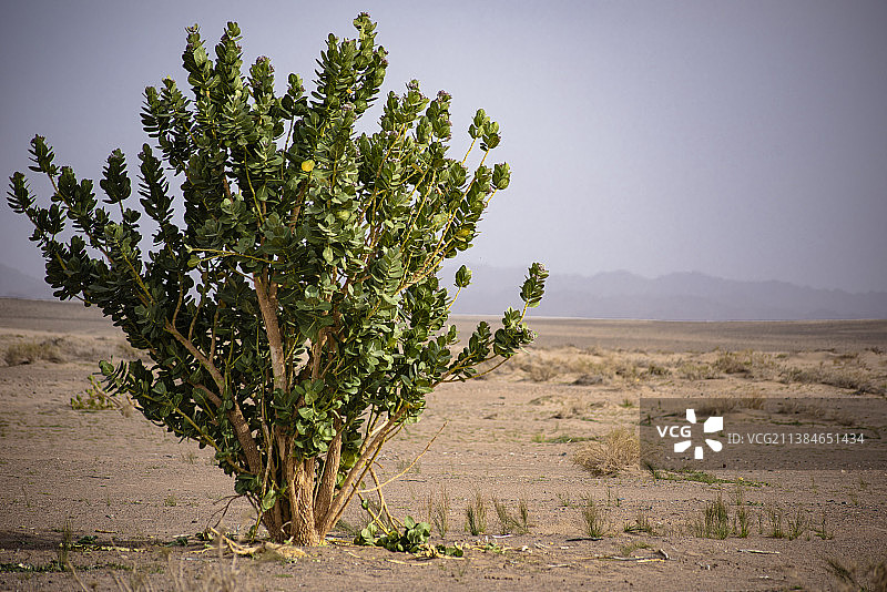 沙特阿拉伯晴空下的树木图片素材