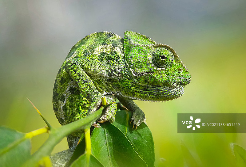植物上的变色龙特写图片素材