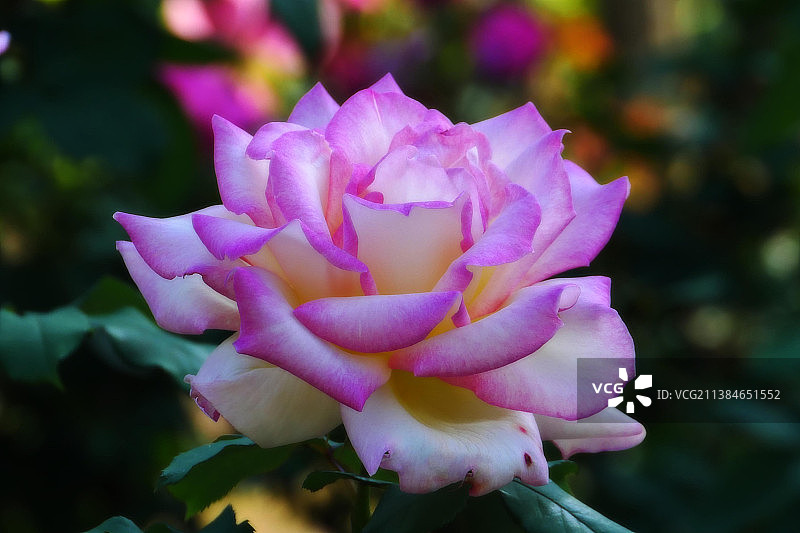 粉红玫瑰特写图片素材