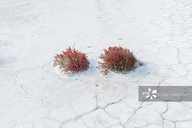 俄罗斯伏尔加格勒州埃尔顿湖的红花小路高角度景观图片素材