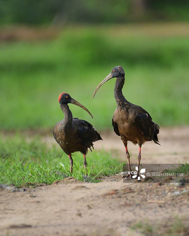 印度古吉拉特邦艾哈迈达巴德栖息在田野上的鸟类特写图片素材