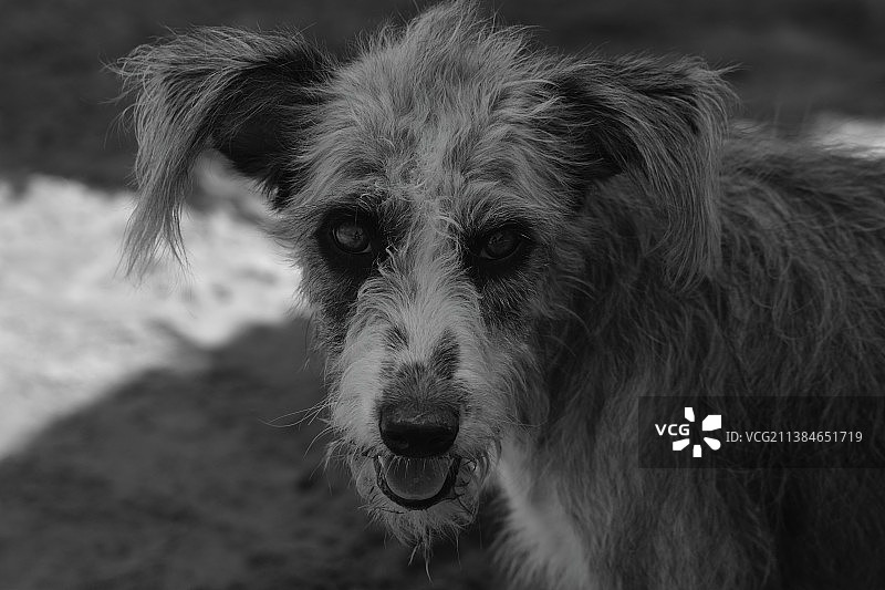 哥伦比亚梗犬特写肖像图片素材