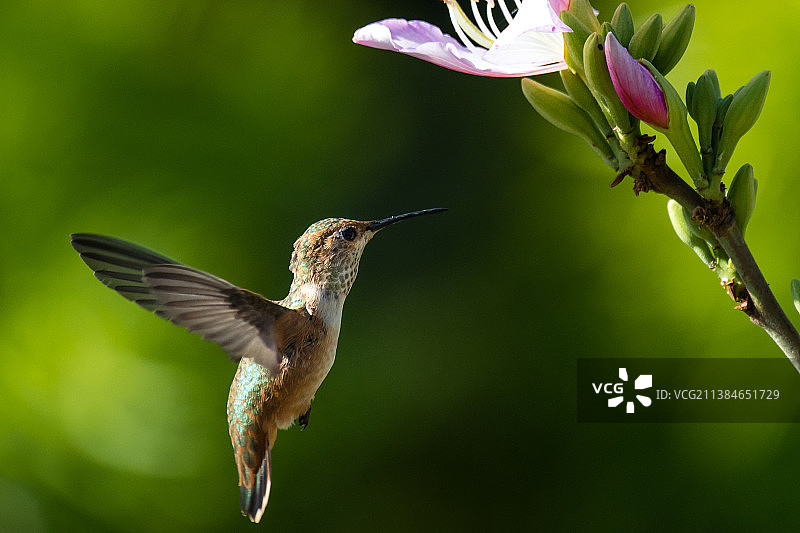 户外蜂鸟悬停采花特写图片素材