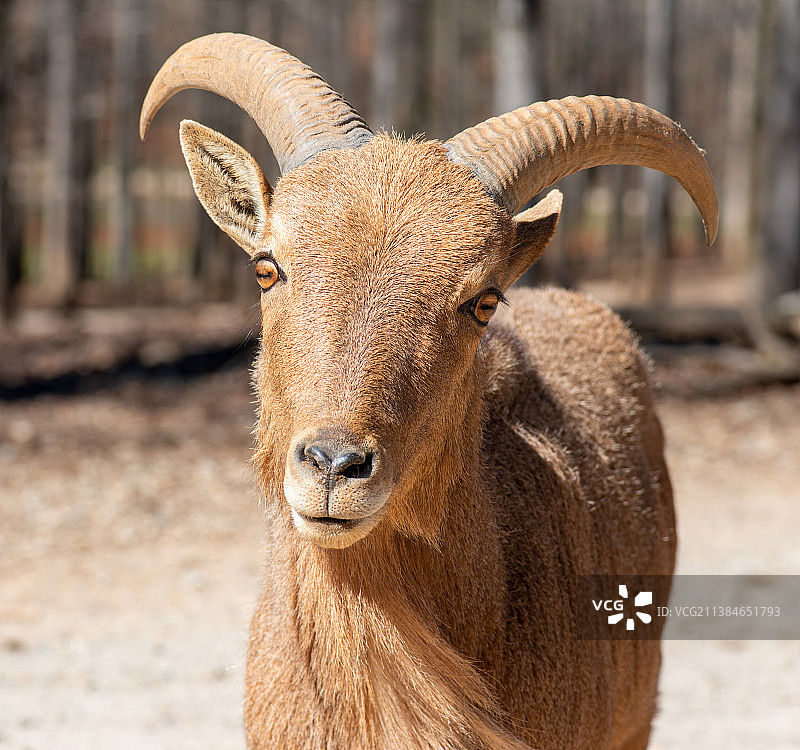 野山羊在田野上站立的特写图片素材