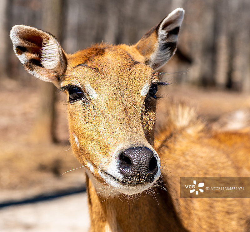 鹿的特写图片素材