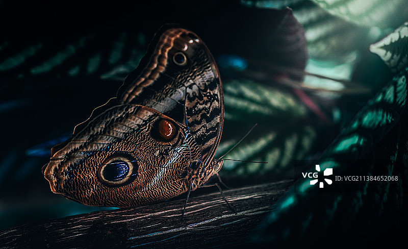 特写的孔雀图片素材