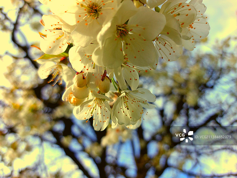 温暖夏日，春季樱花低角度美景图片素材