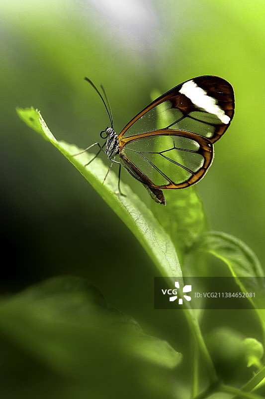 叶片上的蝴蝶特写图片素材