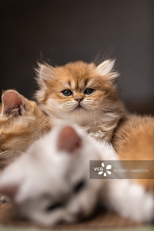 可爱的幼猫在科威特休息和睡觉的特写图片素材