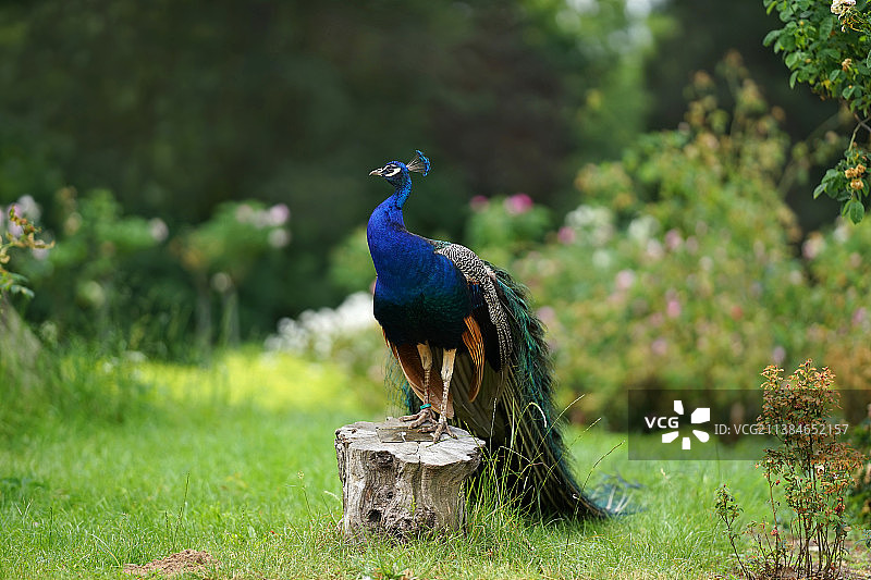 蓝色孔雀，栖息在木头上的雌孔雀特写图片素材