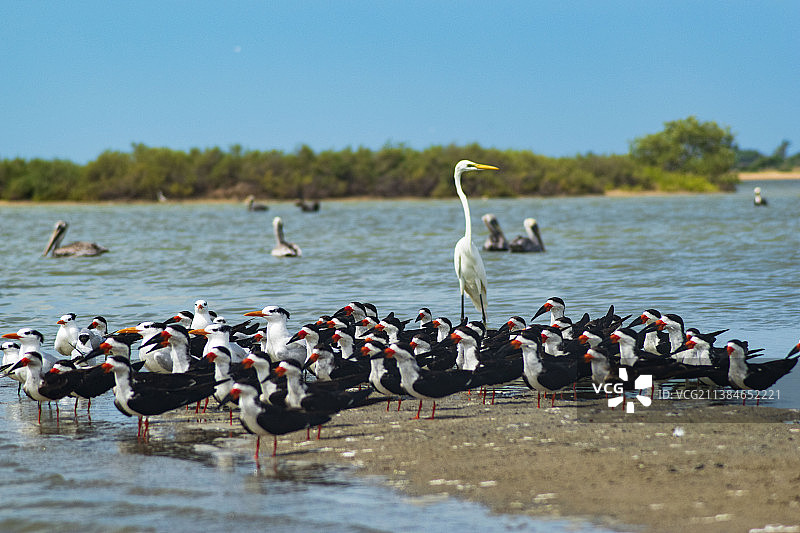 栖息在湖上的鸟类家族特写，哥伦比亚瓜希拉图片素材