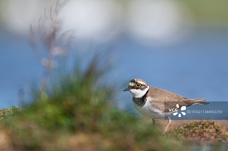 田野上的千鸟特写图片素材