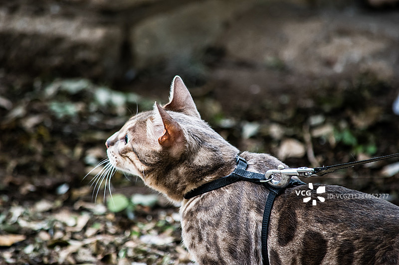 猫咪回头看特写，美国德克萨斯州圣安东尼奥图片素材