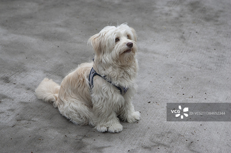 俯视哈瓦那犬坐在人行道上图片素材