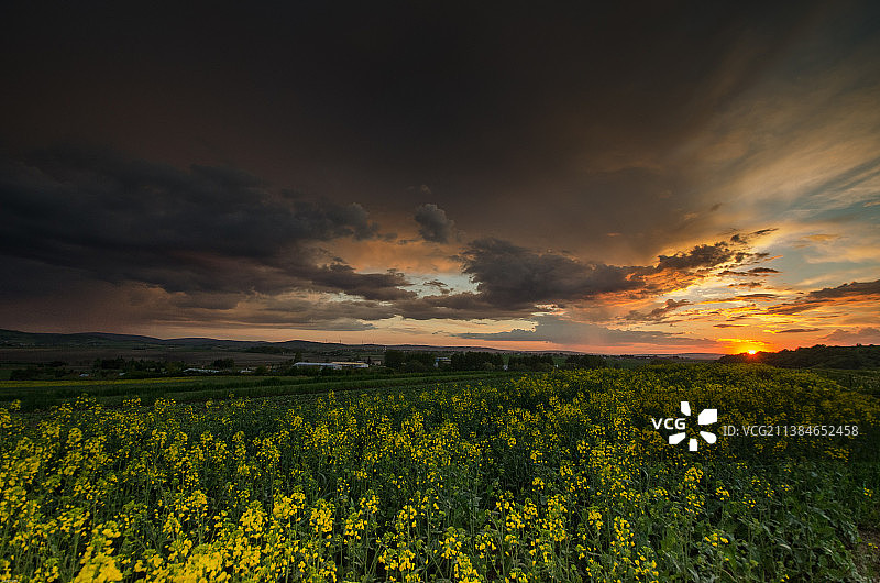 波兰米耶jsce Piastowe油菜籽田的壮丽景色图片素材