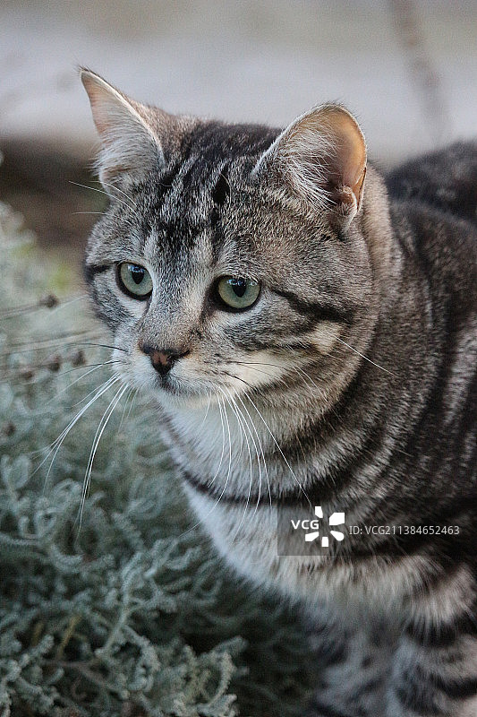 条纹小猫特写图片素材