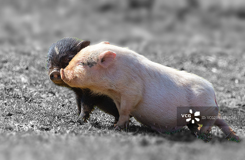 田野里一只动物的特写图片素材