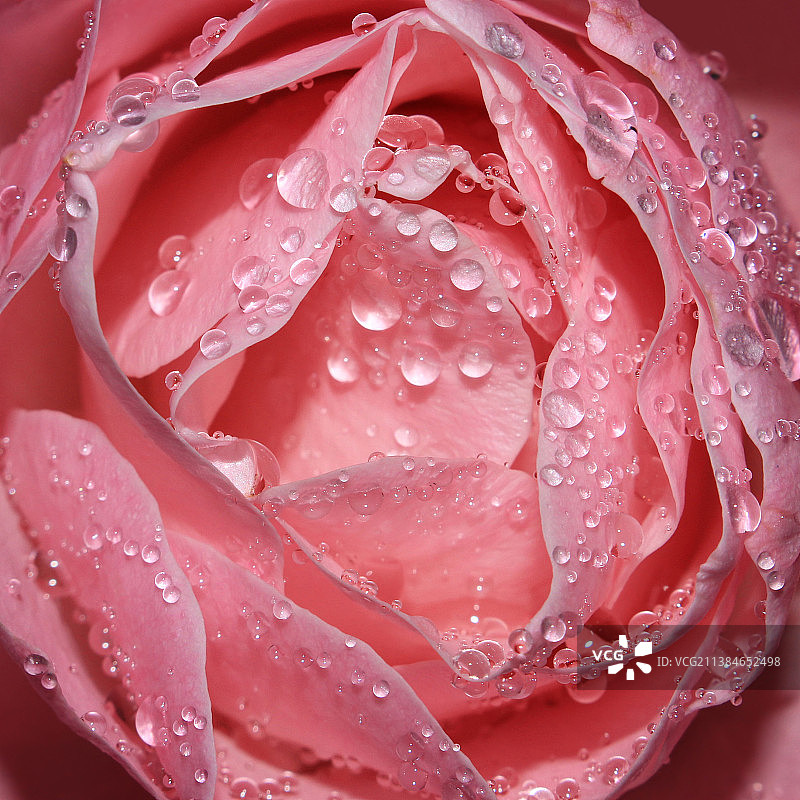 湿粉色玫瑰特写图片素材