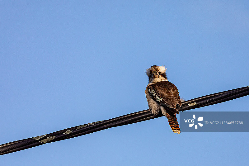 澳洲新南威尔士库卡布拉鸟晚餐守望图片素材
