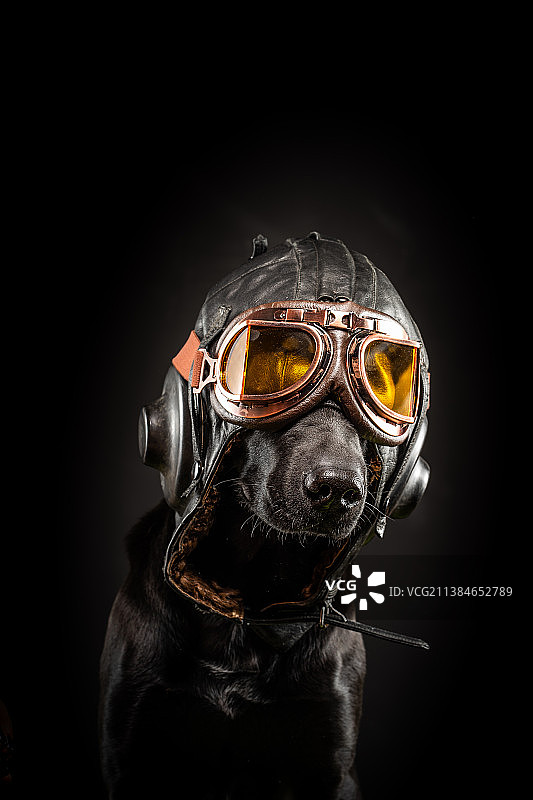 戴飞行员头盔的狗特写，黑色背景，西班牙塔拉戈纳图片素材