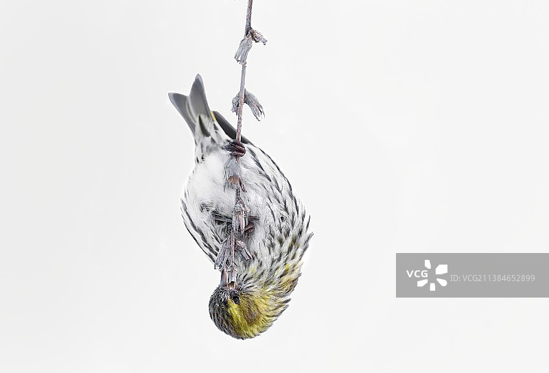 白色背景下挂在树枝上的小白鸟特写图片素材