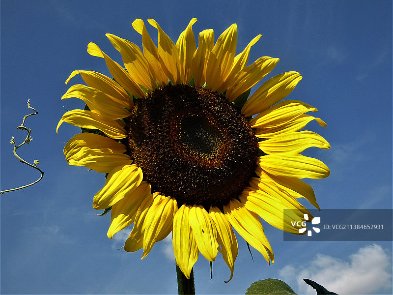 斯洛伐克加亚里：阳光下的向日葵图片素材