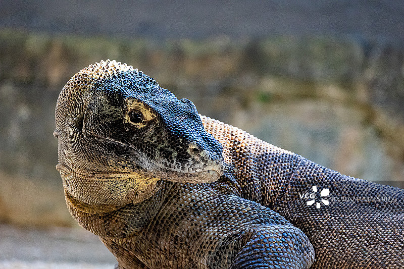 成年科莫多巨蜥（新南威尔士州莫斯曼）图片素材