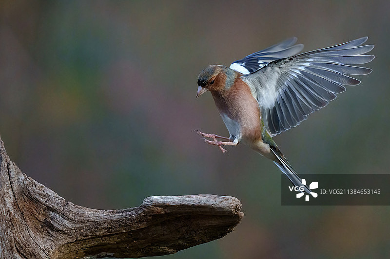 栖息在树枝上的苍头燕雀特写，意大利阿尔维亚诺湖图片素材