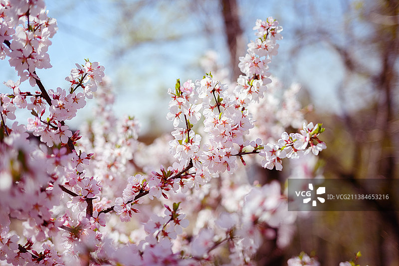 春天樱花的特写图片素材