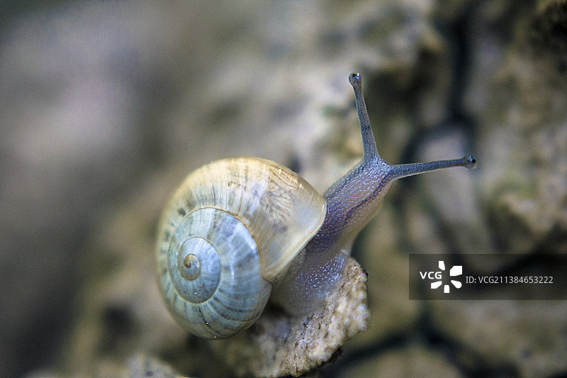 蜗牛特写图片素材