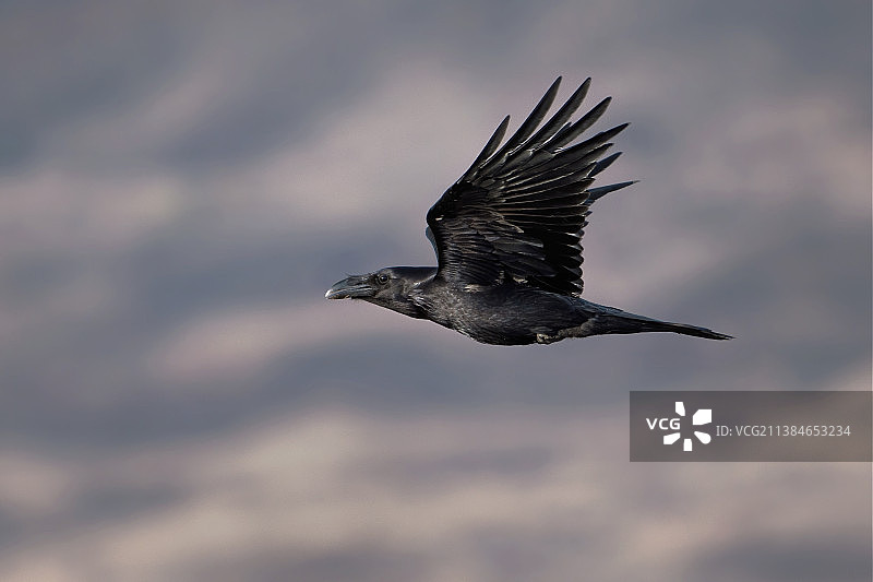 低角度拍摄的飞翔乌鸦图片素材