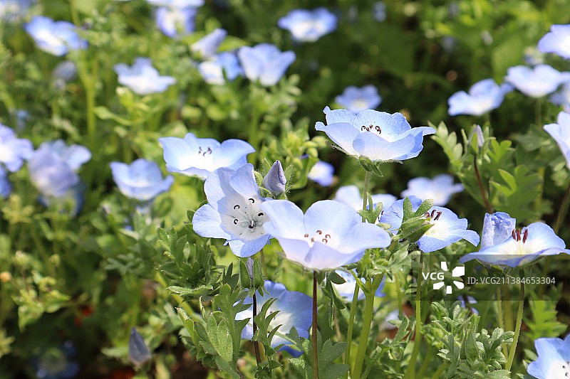 田野上紫色开花植物的特写图片素材