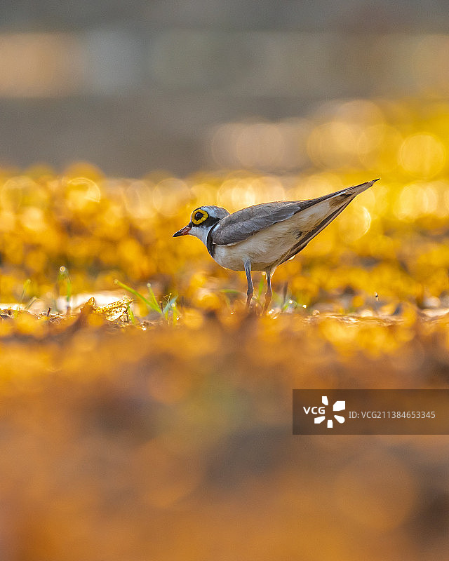 栖息于黄色花朵上的鹡鸰鸣禽特写图片素材