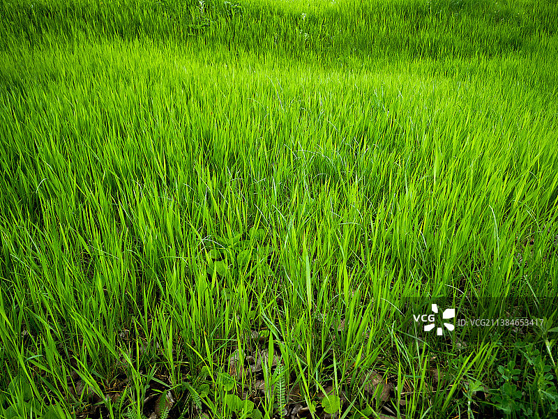 春季茂盛的绿色野草图片素材