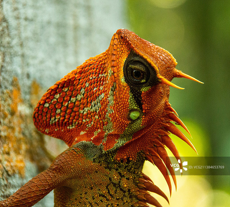 越南植物上的变色龙特写图片素材