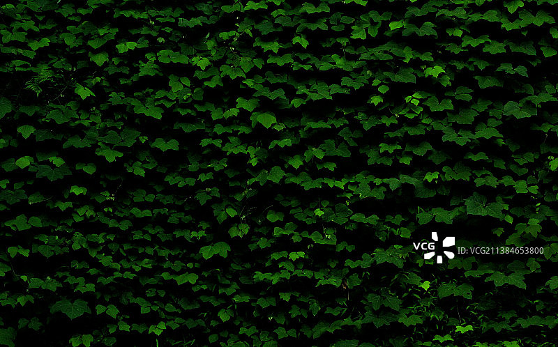 绿色墙，绿色叶子的全画幅镜头，巴统，格鲁吉亚图片素材