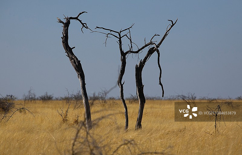 空旷天空下田野里的光秃秃树木景色图片素材