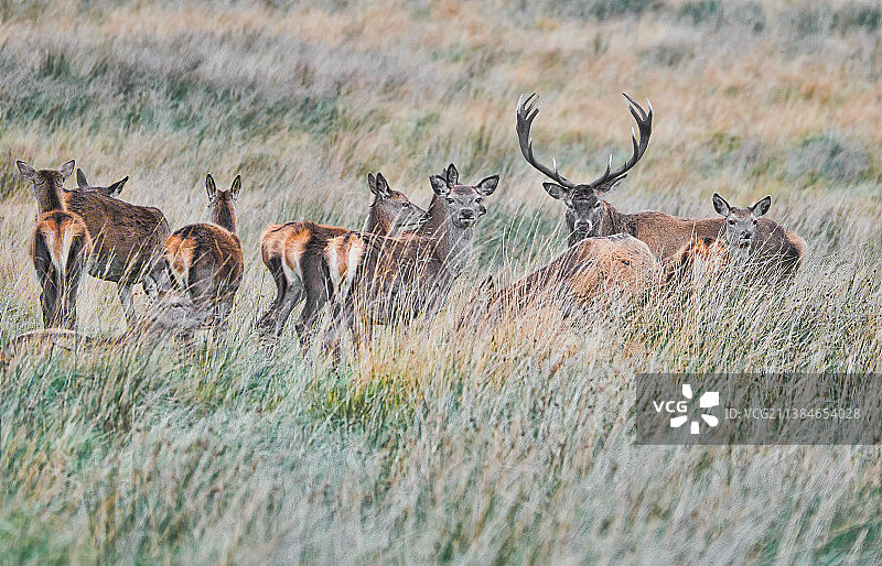 英国莱姆汉德利：高草丛中冒险的鹿群图片素材