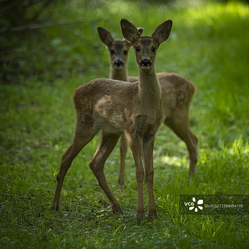 白尾鹿站在田野上看着镜头的特写，挪威斯塔万格图片素材