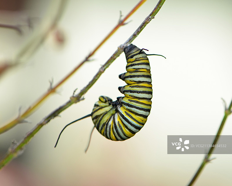 等待变化的昆虫在植物上图片素材