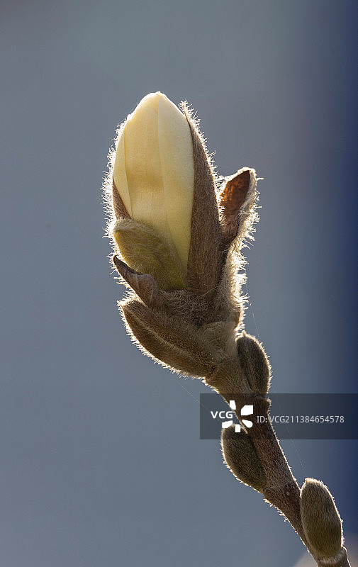 乌克兰：花朵与天空的特写图片素材