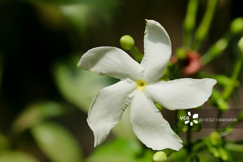 夹竹桃白色开花植物特写，本地治里，印度图片素材