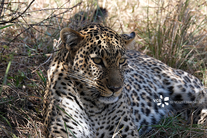 肯尼亚森林中豹子的特写图片素材