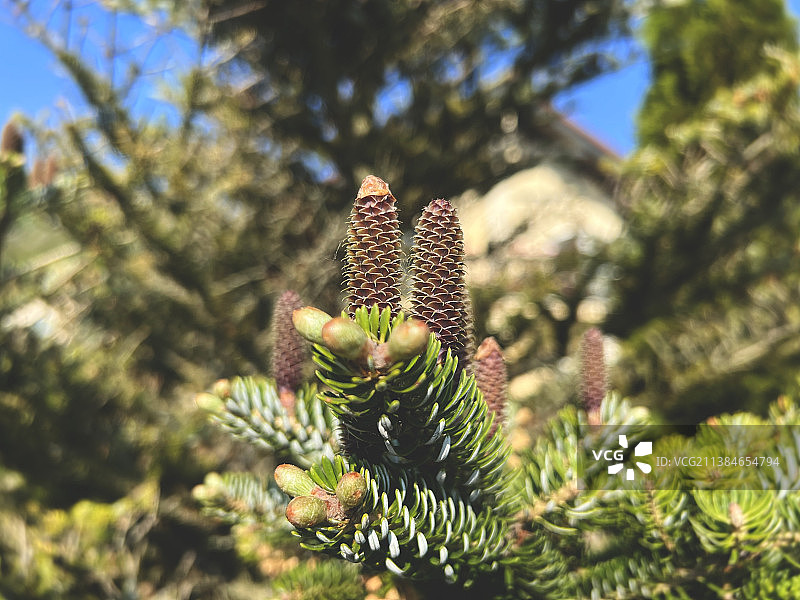 松树的特写图片素材