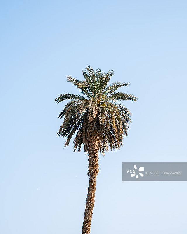 低角度拍摄的棕榈树与晴朗的天空图片素材