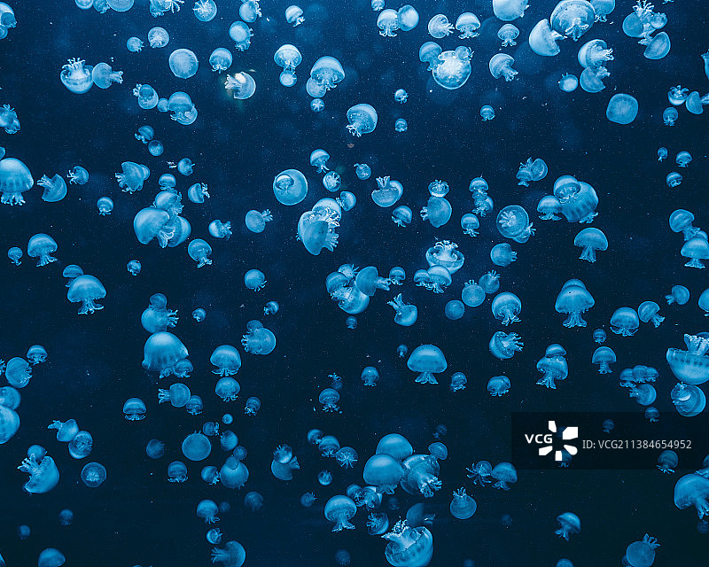 海中水母游动的全画幅照片图片素材