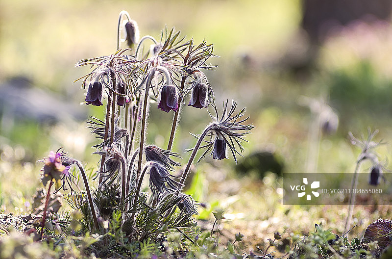 匈牙利德布勒森，风信子特写，枯萎的植物图片素材