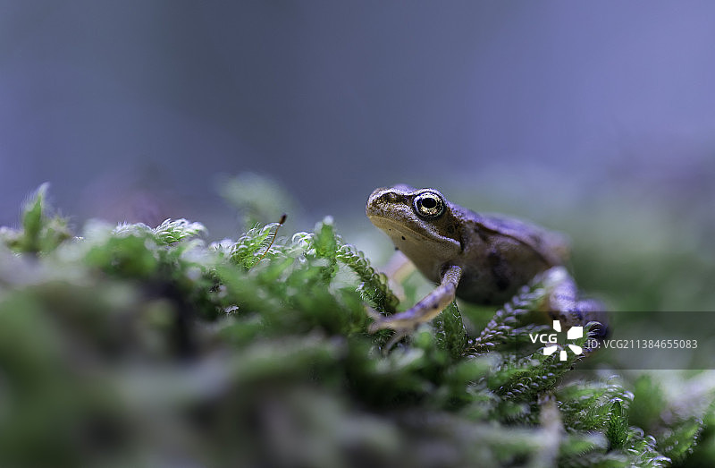 达尔马提亚蛙在植物上的特写图片素材