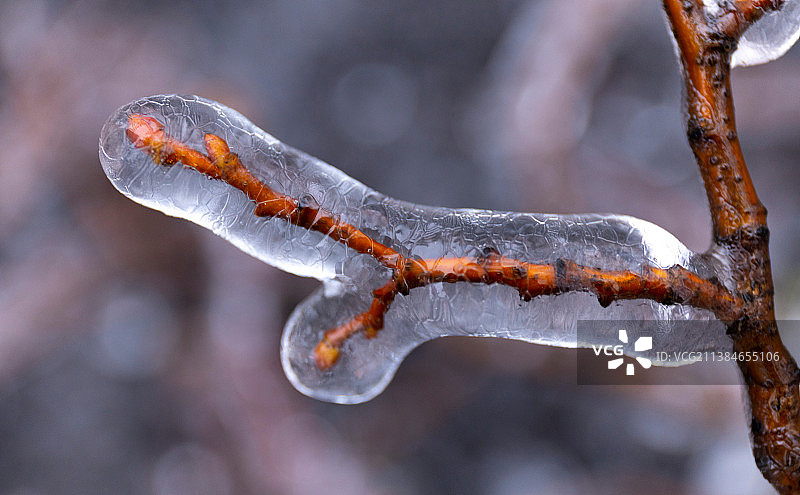 乌克兰冬季结冰植物特写图片素材